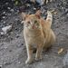 20081122_barcelonatrip_21_tarragona_cat